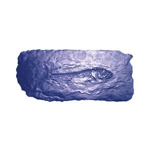 BonWay Bon 32 - 682 Fossil Stamp - Fish | Decorative Concrete Tool for Pros - Bayou Tool