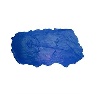 BonWay Bon 32 - 684 Fossil Stamp - Protocolphon | Decorative Concrete Tool for Pros - Bayou Tool